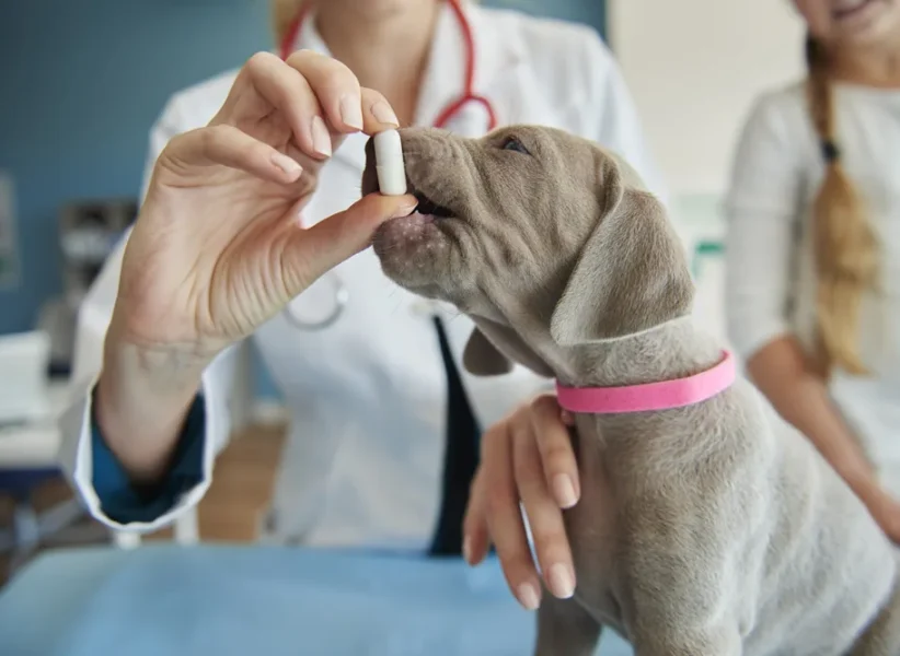 some-vitamins-small-puppy